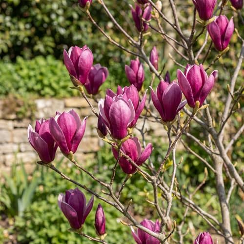 Jane Magnolia Flower Tree Live Plant, Spring Bloom Tree, 2.5'' Pot - Image 7
