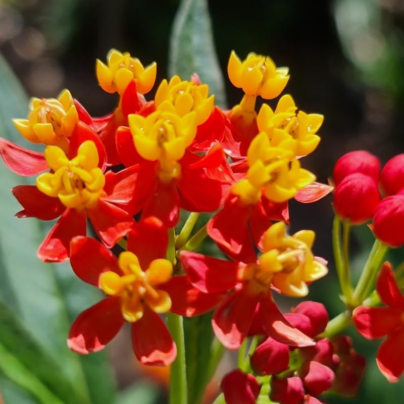 2 Tropical Milkweed Live Plants, Perennial Flower Plant, 4-8 Inch Tall - Image 2