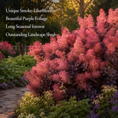2 Purple Smoke Tree Plants Live, 6-12 Inch Tall in 4" Pot, Royal Purple Foliage Ornamental Shrub, Cold-Hardy Decorative Plant for Sun - Image 3