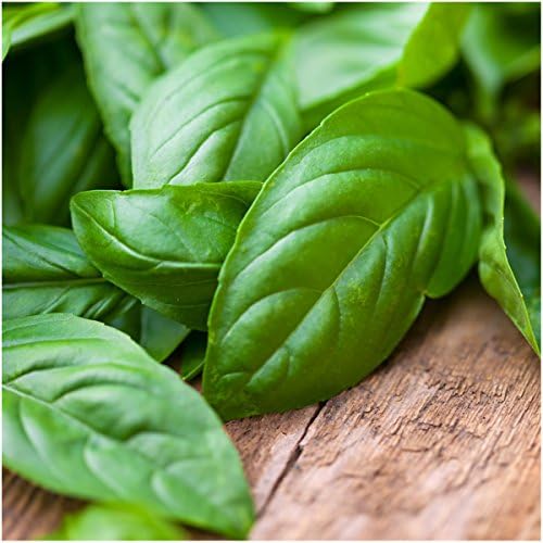 Seed Needs Basil Seeds Variety Pack of 8 Herbs for an Indoor Outdoor Garden - Image 4