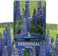 Outsidepride Wild Blue Perennial Lupine Seeds - 500 Pcs. Self-Sowing, Cold Hardy & Frost Tolerant Wildflower Seeds for Fall Planting, Ideal for Attracting Pollinators & Hummingbirds by Outsidepride