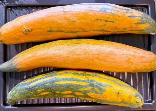 North Georgia Candy Roaster Seeds - 60+ Count - for 2026 Planting Georgia Pumpkin Pink Banana Winter Squash Plymouth Rock Garden Non-GMO Heirloom Vegetable Grow Your Own Home Farm - Image 7