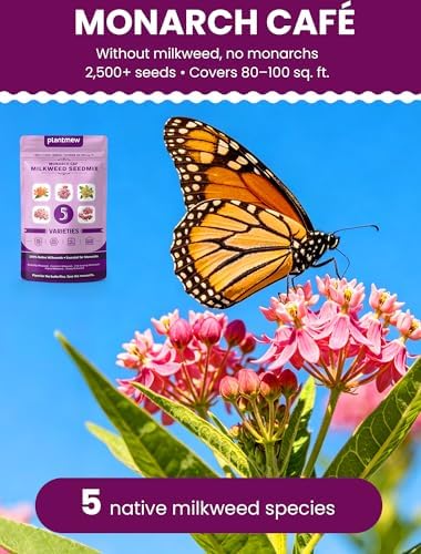Wildflower Seeds – Monarch Cafe Milkweed Mix, 5 Heirloom Varieties 100% Native Milkweeds, 2,500+ Seeds (40g) Covers 80-100 sq.ft., High Germination for Monarch Butterfly Garden - Image 2