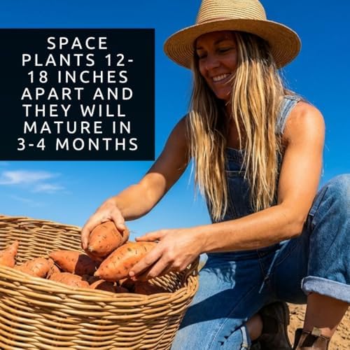 Orange Sweet Potato Slips for Planting – Non-GMO Heirloom Sweet Potato Plants – High Yield Garden Starts – Easy to Grow Vegetable Plants for Home Garden, Raised Beds & Containers (15 Slips) - Image 4