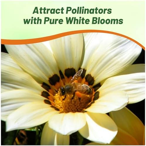 Outsidepride New Day White Gazania Seeds for Planting – 25 Pcs Perennial, Low-Maintenance, Drought-Tolerant Ground Cover Seeds for Vibrant Summer & Fall Flowers, Great for Outdoor Gardens - Image 5
