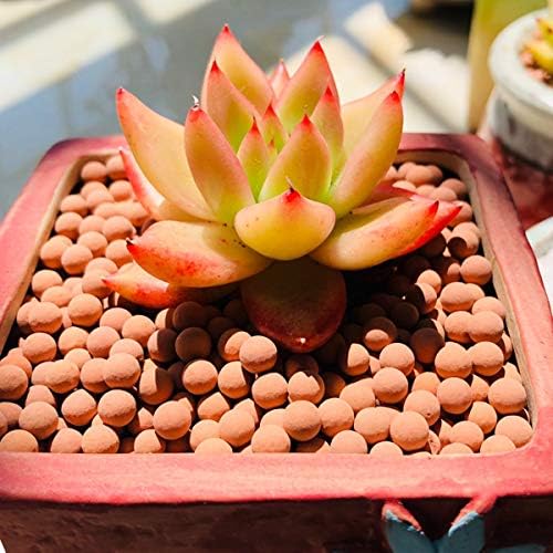Clay Pebbles Gardening Ceramsite Orchid Hydroponic Grow Media Clay Rocks Drainage Water Purification Ceramsite Decor Cultivation Soil Stone Horticultural Grade for Soil Hydroponics Aquaponics 2.2lb - Image 4