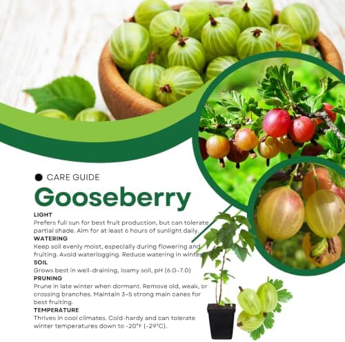Red Gooseberry Bush Live Plant, Berry Shrub, 5-9 Inch Tall - Image 4