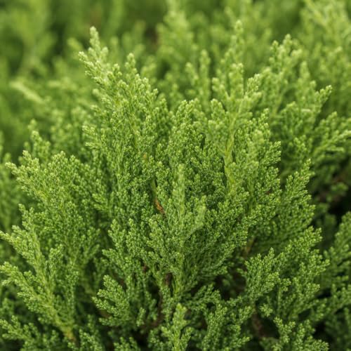 Florida Foliage Green Sargent Juniper | 1 Live 4 Inch Pot | Juniperus Chinensis | Drought Tolerant Cold Hardy Evergreen Groundcover Plants - Image 3