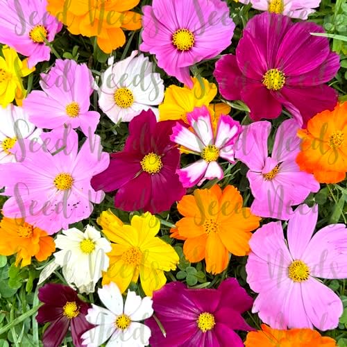 Seed Needs Flower Seeds Cosmos Original Crazy Mix (5 Bulk Packs) - Image 6