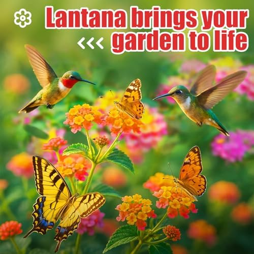 900+ Lantana Flower Seeds, Mixed Colors - Image 2