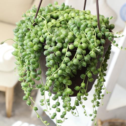 Live String of Pearls Succulent Plant Decor Hanging Basket, Real Succulents & Houseplants for Home or Office, Senecio Rowleyanus, Unique House Plants - Image 3