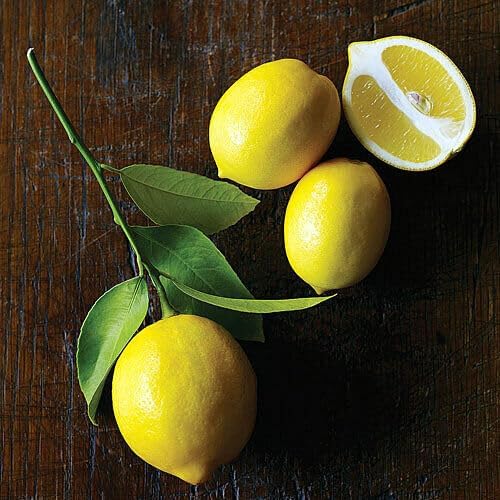 Live Meyer Lemon Tree - 2-5 Inch Tall Live Plant - Potted Seedling - Yellow Lemon Fruit Plant - Citrus x meyeri - Image 3