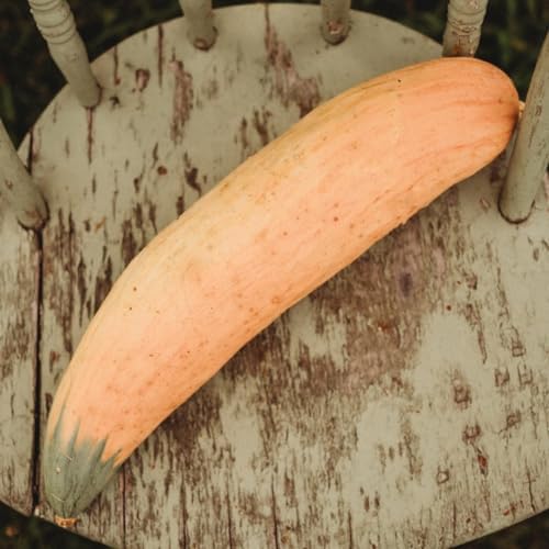 North Georgia Candy Roaster Squash - 25 Squash Seeds, Thresh Seed Co. - Image 2
