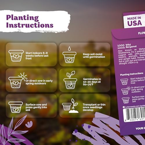 1,000 Wild Bergamot Heirloom Flower Seeds for Planting, Monarda Fistulosa - Image 3