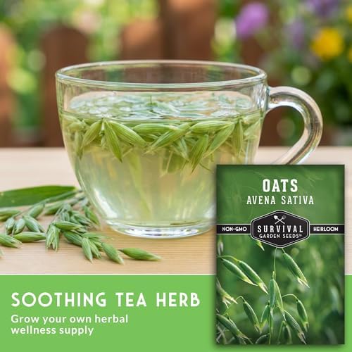 Oat Seeds for Planting - 3 Packs - Image 5