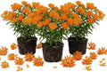 3 Orange Milkweed Live Plants, Asclepias Tuberosa Perennial by AKTRD