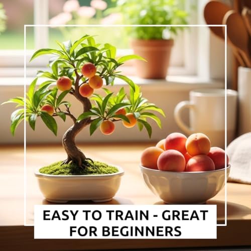 Bonsai Peach Tree Seeds – 2 Large Seeds for Miniature Fruit-Bearing Trees – Easy to Grow, Hardy, Produces Sweet Peaches - Great for Beginner Bonsai - Ideal for Home Garden - Image 2
