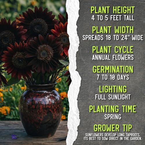 Seed Needs Sunflower Seeds Variety Pack of 2 Helianthus Flowers to Plant - Image 3