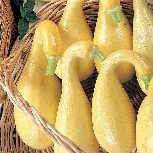Park Seed Early Summer Crookneck Organic Squash Seeds – Mild Sweet Flavor, Creamy Texture, Compact Bush Plant Ideal for Small Gardens, Certified Organic Summer Variety, Pack of 20 - Image 2