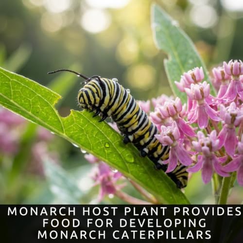 Swamp Milkweed Seeds – 100 Premium Seed Collection - Image 3