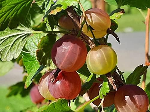 Gooseberry Bush Live Plant, Edible Berry Fruit Shrub, 5-9 Inch Tall by PlantsSeedsBulbs