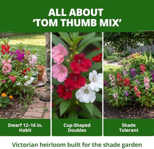 HOME GROWN Impatiens Seeds, Tom Thumb Mix, 600 Seeds, Impatiens balsamina - Image 5