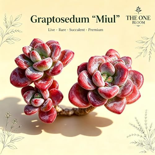 Graptosedum 'Miul' Live Succulent Plant 3-3.5 Inch, Rare Hybrid Succulent Bare Root No Pot, Easy Care Indoor Outdoor Houseplant for Home Garden Decor, Gift for Plant Lovers - Image 2