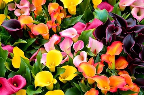 Mix Calla Lily Seeds for Planting - 200+ Non-GMO Heirloom Seeds, Elegant Trumpet Flowers, Long-Lasting Cut Flower for Home Garden, Patio Container, Indoor Bonsai - Image 2