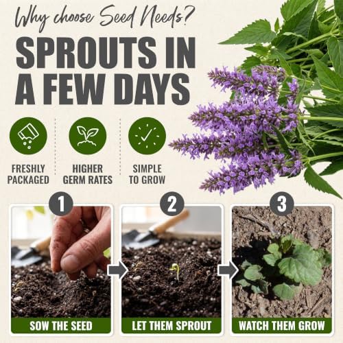 Seed Needs Anise Hyssop Seeds to Plant Non-GMO & Heirloom Herbs XL Pack - Image 5