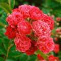 Heirloom Rambling Roses, Live Own Root Plant, Crimson Rambler by HeirloomRoses