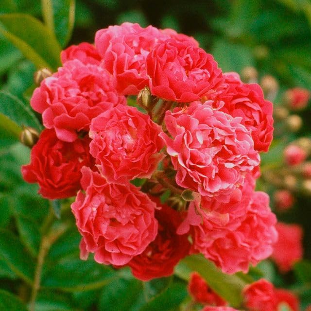 Heirloom Rambling Roses, Live Own Root Plant, Crimson Rambler by HeirloomRoses