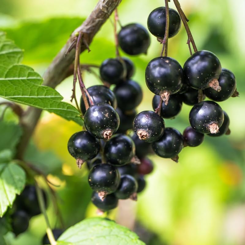 Black Currant Bush Live Plant, Sweet Berry Plant, 6-12 Inch Tall - Image 6