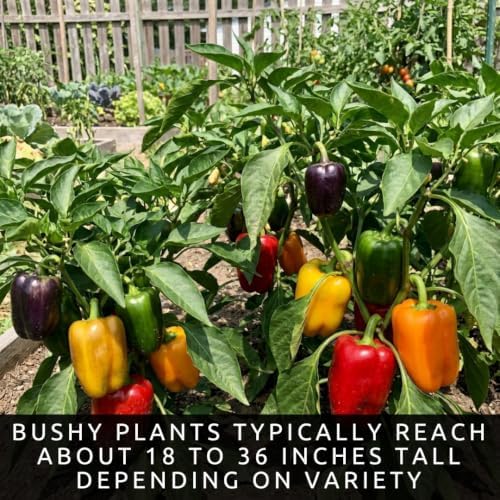 Bell Pepper Seeds for Planting | 100 Seeds | Colorful Sweet Pepper Mix - Image 3