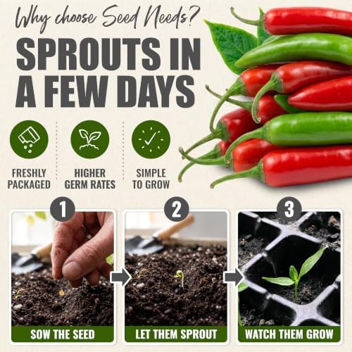Seed Needs Serrano Hot Pepper Seeds to Plant Vegetables - 20 Packs - Image 5