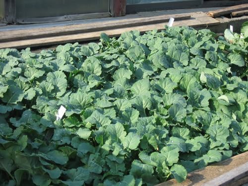 Broccoli Green Magic Live Plants, Heat Tolerant, Quick Maturity, 4 Count - Image 2