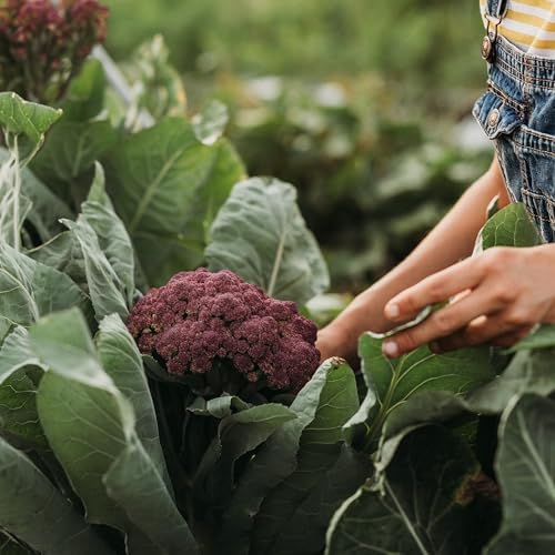 Purple of Sicily Cauliflower - 100 Cauliflower Seeds, Thresh Seed Co. - Image 2