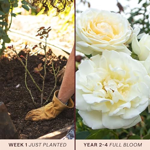 Heirloom Climbing Roses, Live Own Root Plant, Créme de la Créme - Image 3