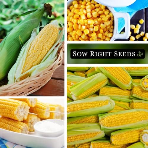 Sow Right Seeds - Golden Bantam Sweet Corn Seed for Planting Outdoors - Image 4