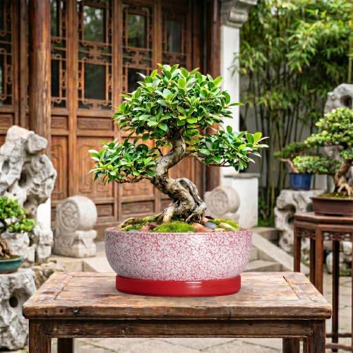 Succulent Pots 13 Inch, Ceramic Bonsai Tree Pots, Texture Red - Image 7