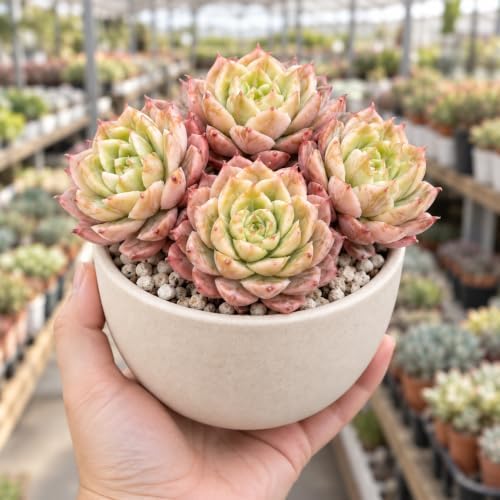 Echeveria 'Ben Badis' 3-3.5 Inch Clustered Bare Root Succulent Plant - Image 2