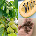 10 Pawpaw Seeds for Planting – Asimina triloba Tree Seeds, Native Fruit Tree Seeds for Outdoor Growing, Deciduous Perennial Garden Seeds for Backyard Orchard by Unknown