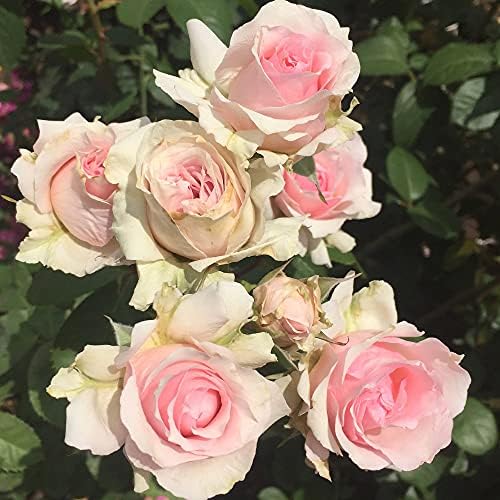 Heirloom Hardy Roses, Live Own Root Plant, Hawkeye Belle - Image 4