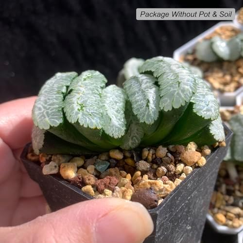 Haworthia Truncata-Tiger Queen Rare Succulent Plants Live, Pot 2.7" Green Live Plant, Soil and Pot Excluded, Garden Indoor Office Desk, Wedding Party Baby Shower Decor, Friend Plant Lovers Gifts - Image 2