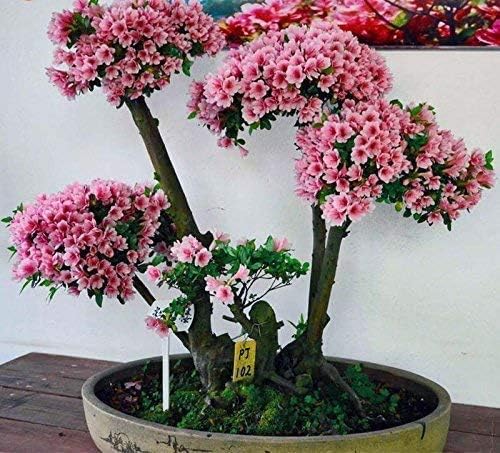 10 Japanese Cherry Blossom Bonsai Seeds - Flowering Sakura Bonsai Seeds - Image 3