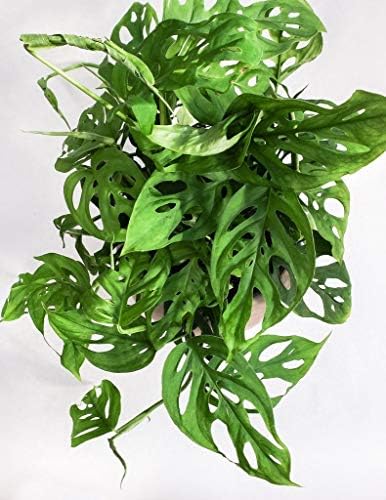 Live Monstera"Swiss Cheese Vine" Plant - Easy to Grow Tropical Plant Houseplant or Outdoors Fit 1 Quart Pot - Image 2