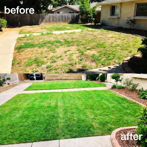 10000 Zoysia Grass Seeds for Lawn, Emerald Zoysia Grass Seed - Image 3
