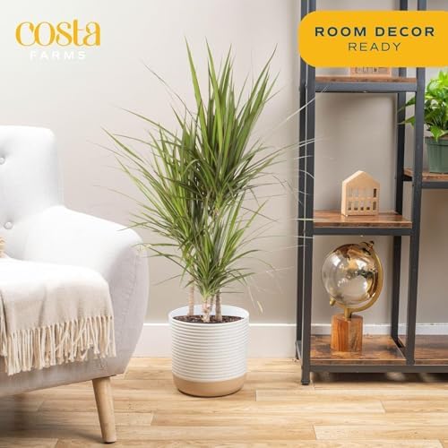 Costa Farms Dracaena Marginata Magenta Madagascar Dragon Tree Live Indoor Plant, 3 to 4-Feet Tall, Potted in Grower's Pot - Image 2