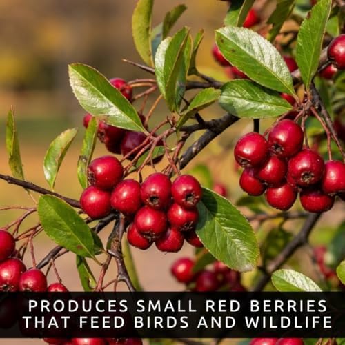 Washington Hawthorn Trees Live – Crataegus phaenopyrum – Ornamental Trees with Red Berries – Hardy Landscape Tree's for Outdoor Planting (2 Trees) - Image 4
