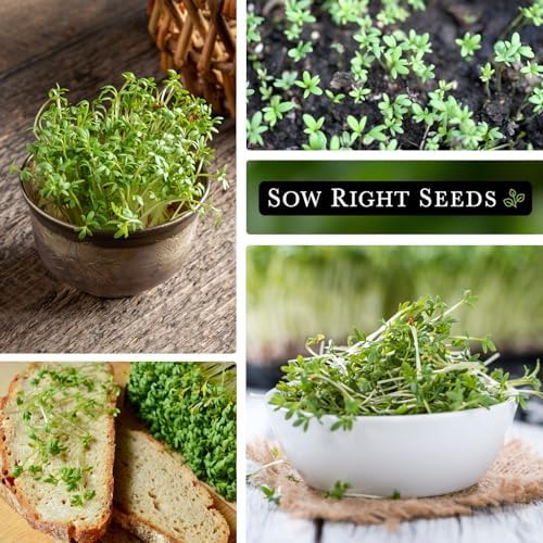 Sow Right Seeds - Garden Cress Seed for Planting Kitchen Herb Garden - Image 4