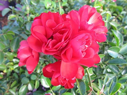 Live Plant from Green Promise Farms Flower Carpet Roses ROSA `FLOWER CARPET SCARLET` Red Flower Shrub #2 Size Container Scarlet Red - Image 3